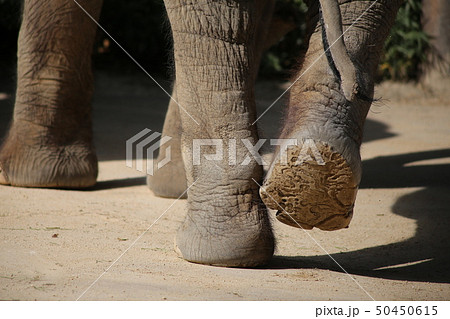 ゾウの足の裏の写真素材