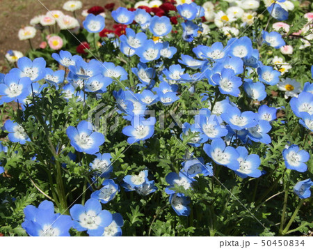 こどもの笑顔のようなネモフィラの青い花 こどもの笑顔のようなネモフィラの青い花 50450834