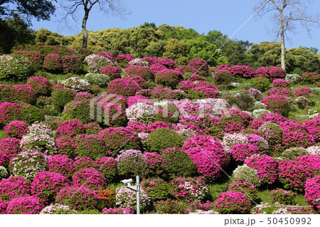 京都 蹴上のツツジ 京都 蹴上のツツジ 50450992