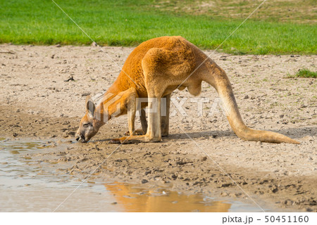 Red Kangaroo drinking water in the nature. 50451160