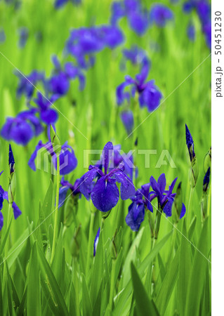 燕子花 燕子花 50451230