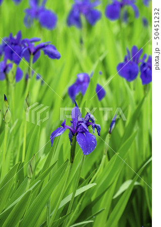燕子花 燕子花 50451232