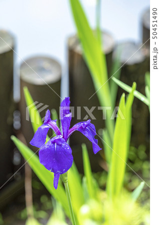 カキツバタ カキツバタ 50451490