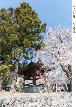 妙了寺の桜 妙了寺の桜 50451710