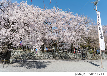 妙了寺の桜 50451711