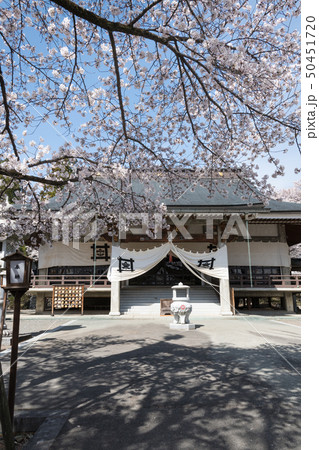 妙了寺の桜 50451720