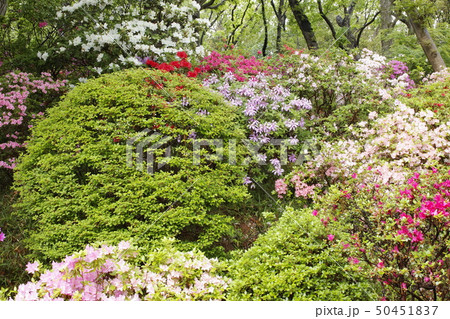 躑躅のお寺 躑躅のお寺 50451837