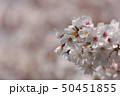 厚木松枝町の桜 50451855