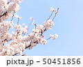 厚木松枝町の桜 50451856