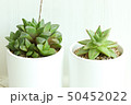 多肉植物 肉厚の 植物 50452022