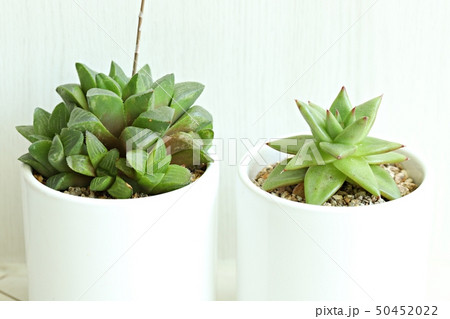 多肉植物 肉厚の 植物 50452022