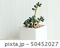 多肉植物 肉厚の 植物 50452027