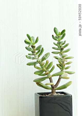 多肉植物 肉厚の 植物 50452030