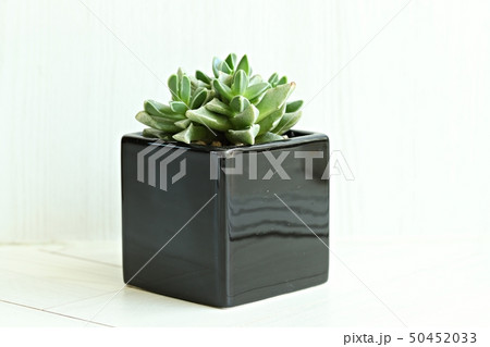 多肉植物 肉厚の 植物 50452033