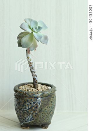 多肉植物 肉厚の 植物 50452037