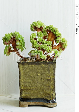 多肉植物 肉厚の 植物 50452040