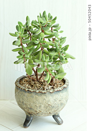 多肉植物 肉厚の 植物 50452043