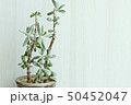 多肉植物 肉厚の 植物 50452047