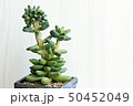 多肉植物 肉厚の 植物 50452049