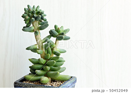 多肉植物 肉厚の 植物 50452049