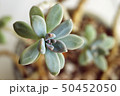 多肉植物 肉厚の 植物 50452050