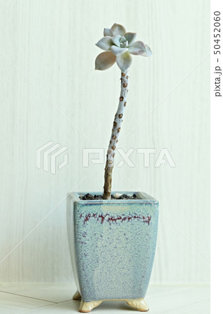多肉植物 肉厚の 植物 50452060