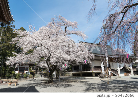 妙了寺の桜 妙了寺の桜 50452066