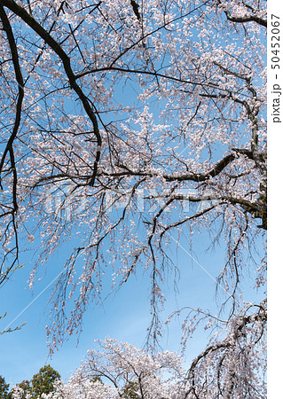 妙了寺の桜 50452067