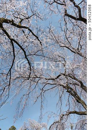 妙了寺の桜 50452068