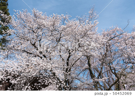 妙了寺の桜 妙了寺の桜 50452069