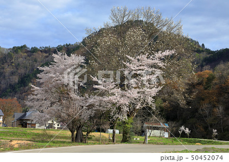 花開く黒谷川の大コブシと満開の桜　福島県只見町 50452074