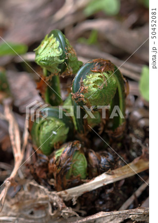 芽生えたコゴミ 福島県只見町 芽生えたコゴミ 福島県只見町 50452081