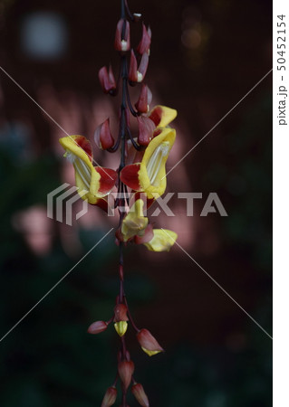 温室の花 温室の花 50452154