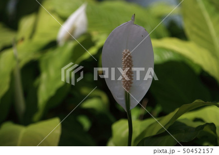 温室の花 温室の花 50452157