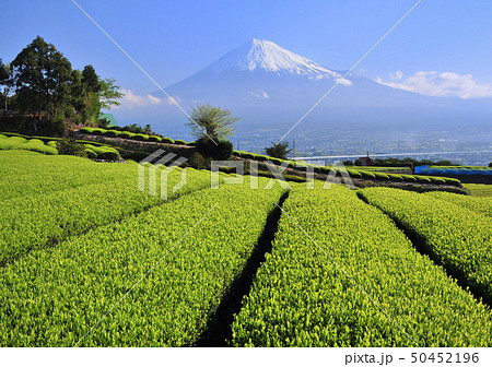 茶畑と富士山-3654 50452196