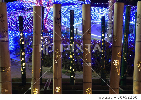 水郷桜イルミネーション(茨城県霞ケ浦公園) 水郷桜イルミネーション(茨城県霞ケ浦公園) 50452260