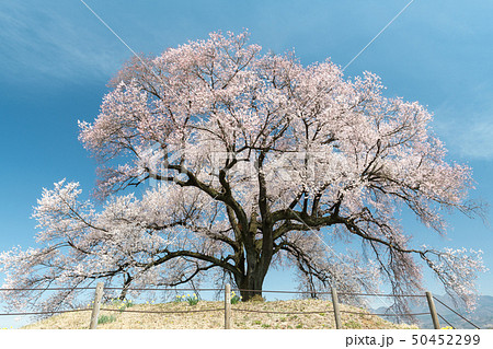 わに塚の桜 50452299