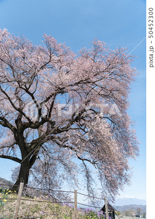 わに塚の桜 50452300