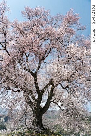 わに塚の桜 わに塚の桜 50452303