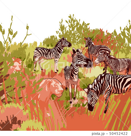 Lions hunting scene on a zebras surrounded by steppe landscape 50452422