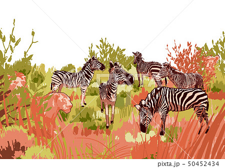 Lions hunting scene on a zebras surrounded by steppe landscape 50452434