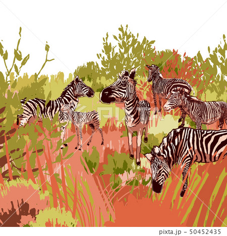 The herd of zebras sowing in steppe landscape 50452435