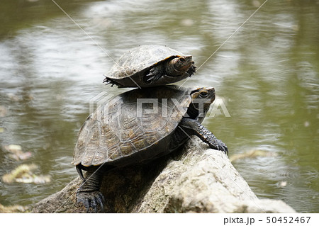 イシガメ 50452467