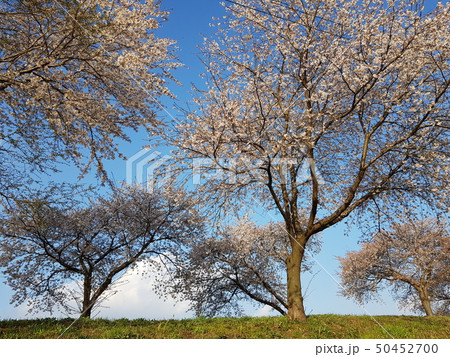 雲 桜 晴れ 50452700