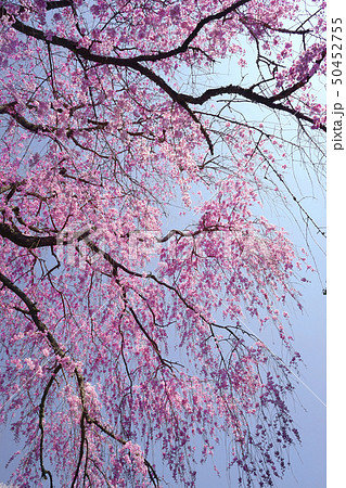 枝垂桜 50452755