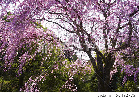 枝垂桜 50452775