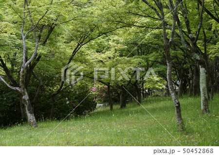 新緑の公園 50452868