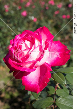 バラの花 バラの花 50453009
