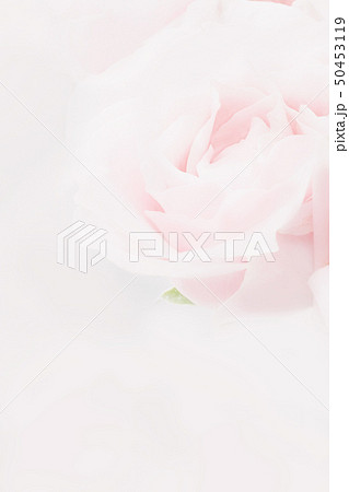 ピンクの薔薇の壁紙のイラスト素材 50453119 Pixta