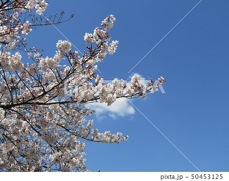真っ白い大島桜の満開の花 50453125